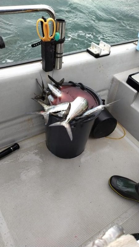 大阪湾インショアキャスティングでサゴシ祭り