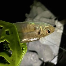 サゴシ＆アジ調査