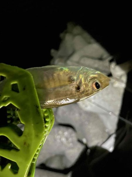 サゴシ＆アジ調査