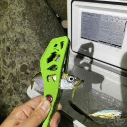 台風前にアジング調査