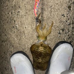 デイ2ナイト2キャッチ