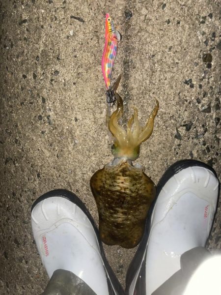 デイ2ナイト2キャッチ