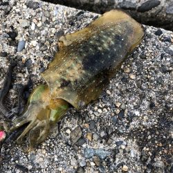 サイトエギング三昧