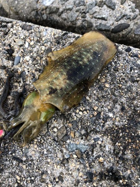 サイトエギング三昧