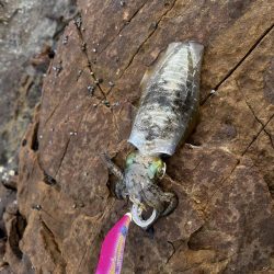 初めてのエギング