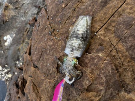 初めてのエギング