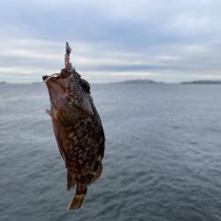 癒やしのガシラ