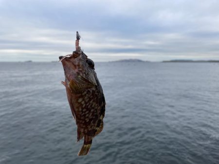 癒やしのガシラ