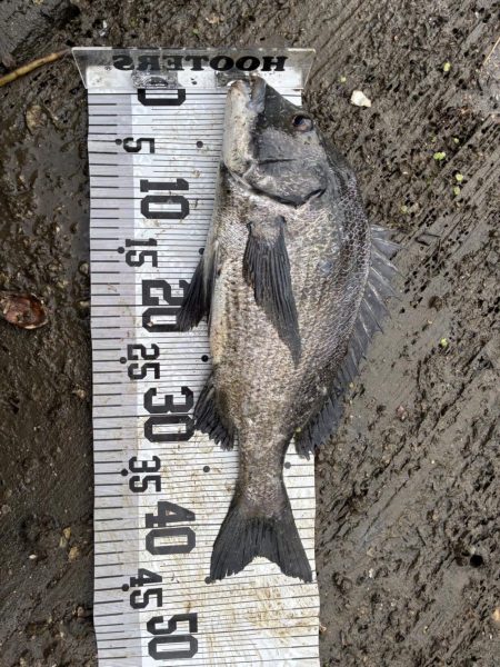 イチノ兄弟、釣果!