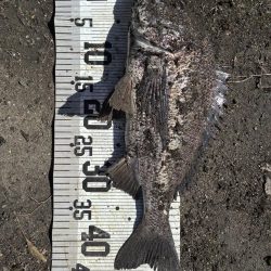 イチノ兄弟、釣果！