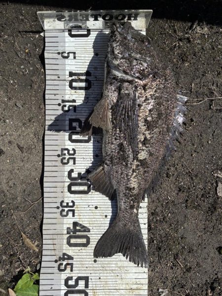 イチノ兄弟、釣果！