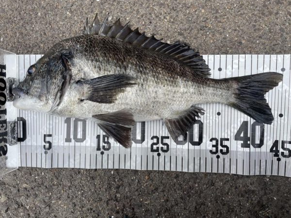 イチノ兄弟、釣果！