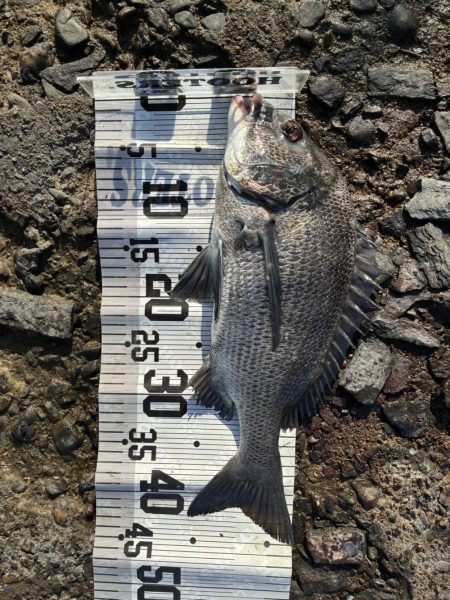 イチノ兄弟、釣果！