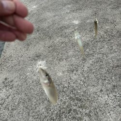 久しぶりにキス釣り行ったら大爆釣