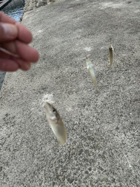 久しぶりにキス釣り行ったら大爆釣