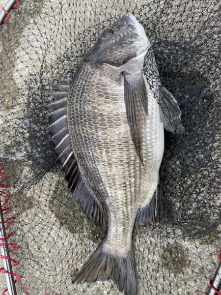 イチノ兄弟、釣果！