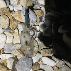 アオリイカ釣り