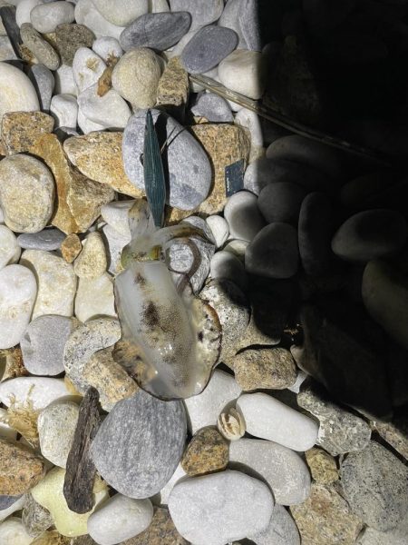 アオリイカ釣り