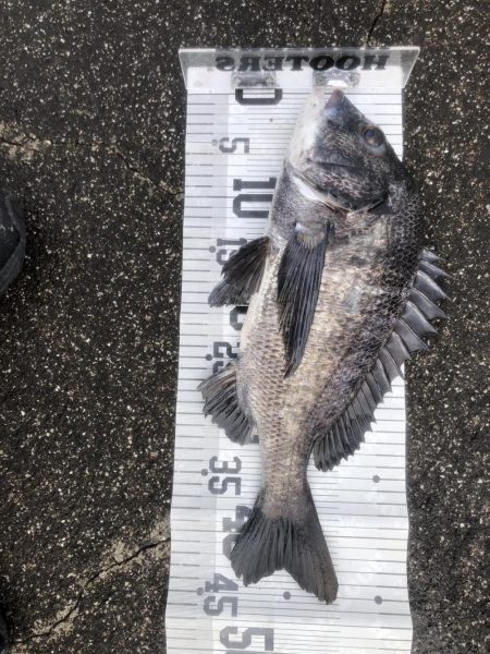 イチノ兄弟、釣果!