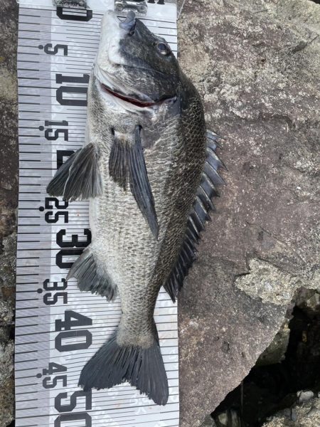 イチノ兄弟、釣果！