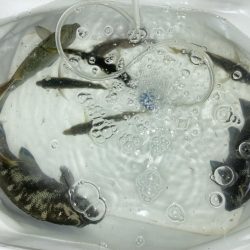 ファミリーフィッシング