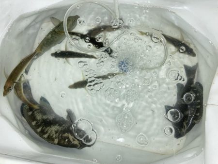 ファミリーフィッシング