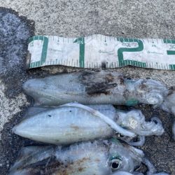 2025 佐渡ヶ島エギング Vol.20【9月28日】