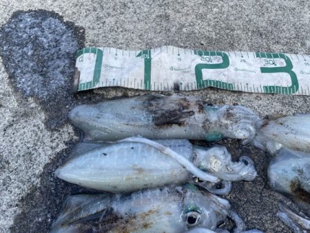 2025 佐渡ヶ島エギング Vol.20【9月28日】