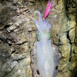 2025 佐渡ヶ島エギング Vol.22【10月1日】