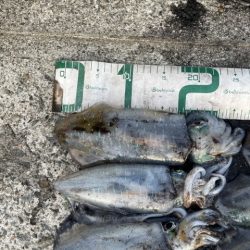 2025 佐渡ヶ島エギング Vol.23【10月3日】