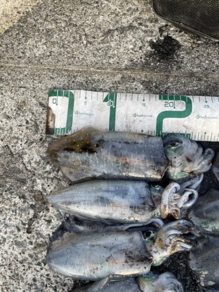 2025 佐渡ヶ島エギング Vol.23【10月3日】