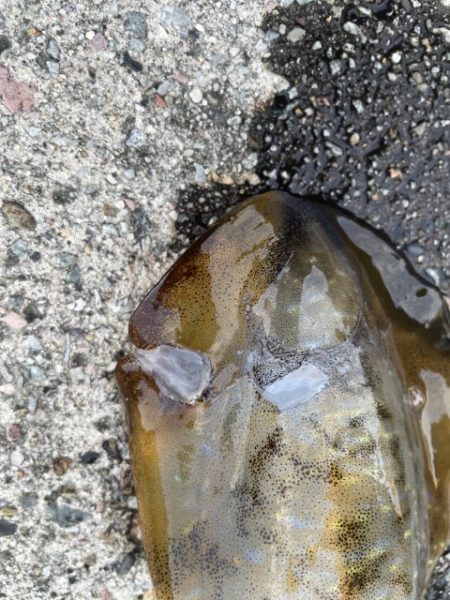 2025 佐渡ヶ島エギング Vol.24【10月4日】