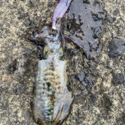 2025 佐渡ヶ島エギング Vol.28【10月11日】