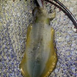 2025 佐渡ヶ島エギング Vol.29【10月12日】