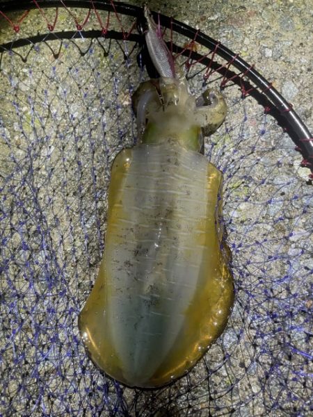 2025 佐渡ヶ島エギング Vol.29【10月12日】