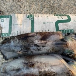 2025 佐渡ヶ島エギング Vol.30【10月15日】