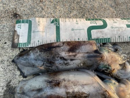 2025 佐渡ヶ島エギング Vol.30【10月15日】