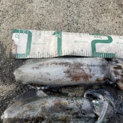 2025 佐渡ヶ島エギング Vol.33【10月18日】