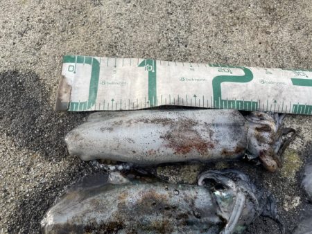 2025 佐渡ヶ島エギング Vol.33【10月18日】