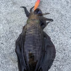 2025 佐渡ヶ島エギング Vol.34【10月19日】