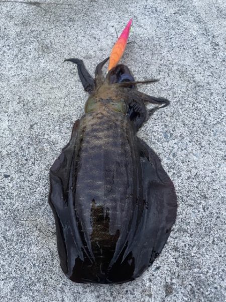 2025 佐渡ヶ島エギング Vol.34【…