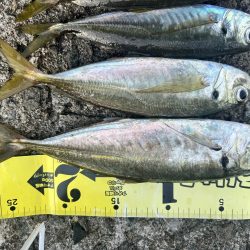 久しぶりのアジ