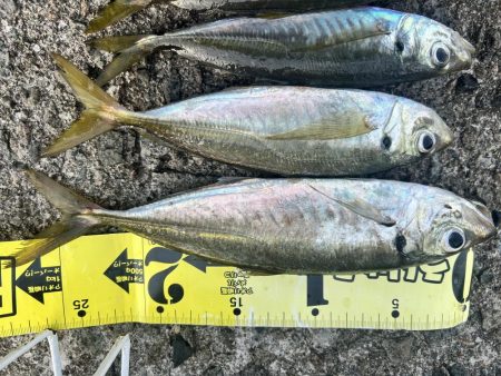 久しぶりのアジ