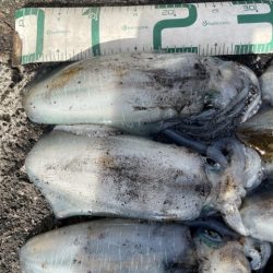 2025 佐渡ヶ島エギング Vol.39【10月25日】