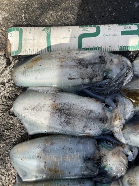 2025 佐渡ヶ島エギング Vol.39【10月25日】