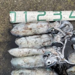 2025 佐渡ヶ島エギング Vol.40【10月26日】