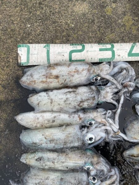 2025 佐渡ヶ島エギング Vol.40【10月26日】