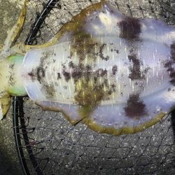 2025 佐渡ヶ島エギング Vol.42【10月29日】