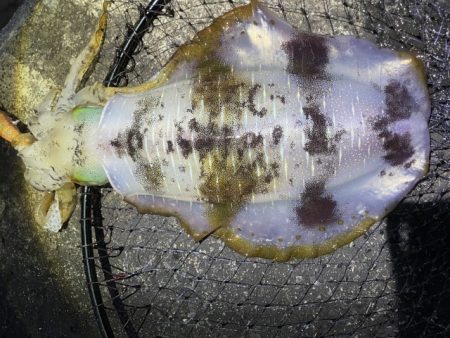 2025 佐渡ヶ島エギング Vol.42【10月29日】