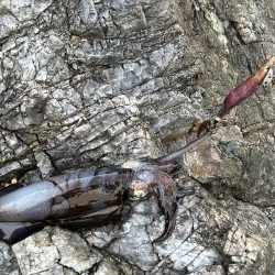 うねりエギング